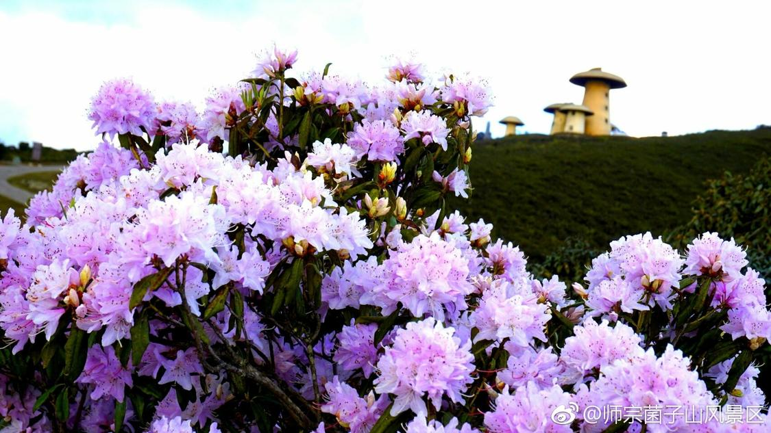 最便宜代涨抖音